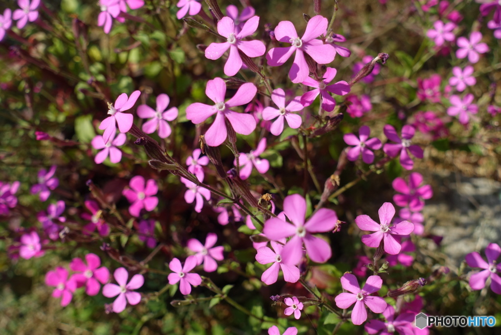 桃色の花