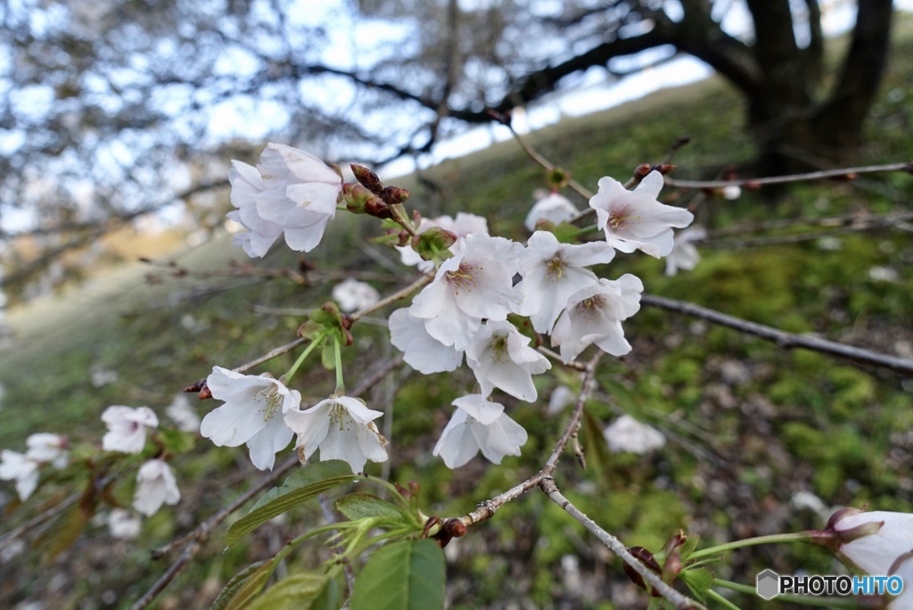 桜の咲き方は可愛い