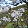 桜の咲き方は可愛い