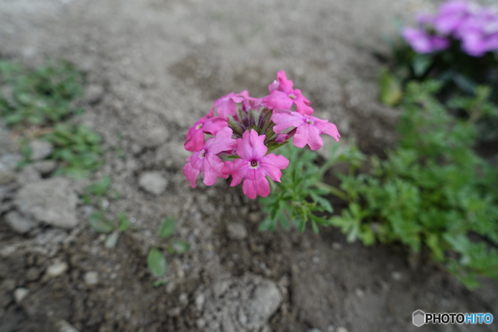 庭の芝がわりになる花