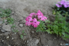 庭の芝がわりになる花