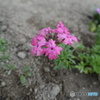 庭の芝がわりになる花
