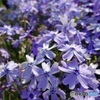 薄い藍色の芝桜