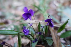 紫の小さな山野草2