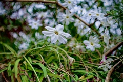 道端に群生していた花