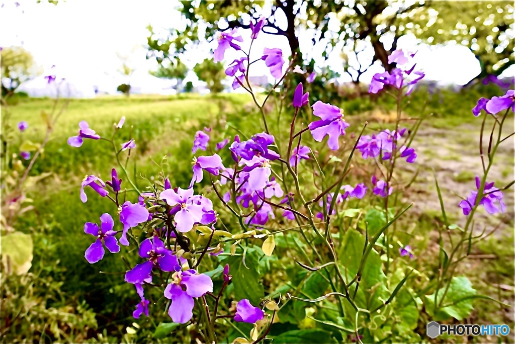 咲きたいという願いが叶った姿