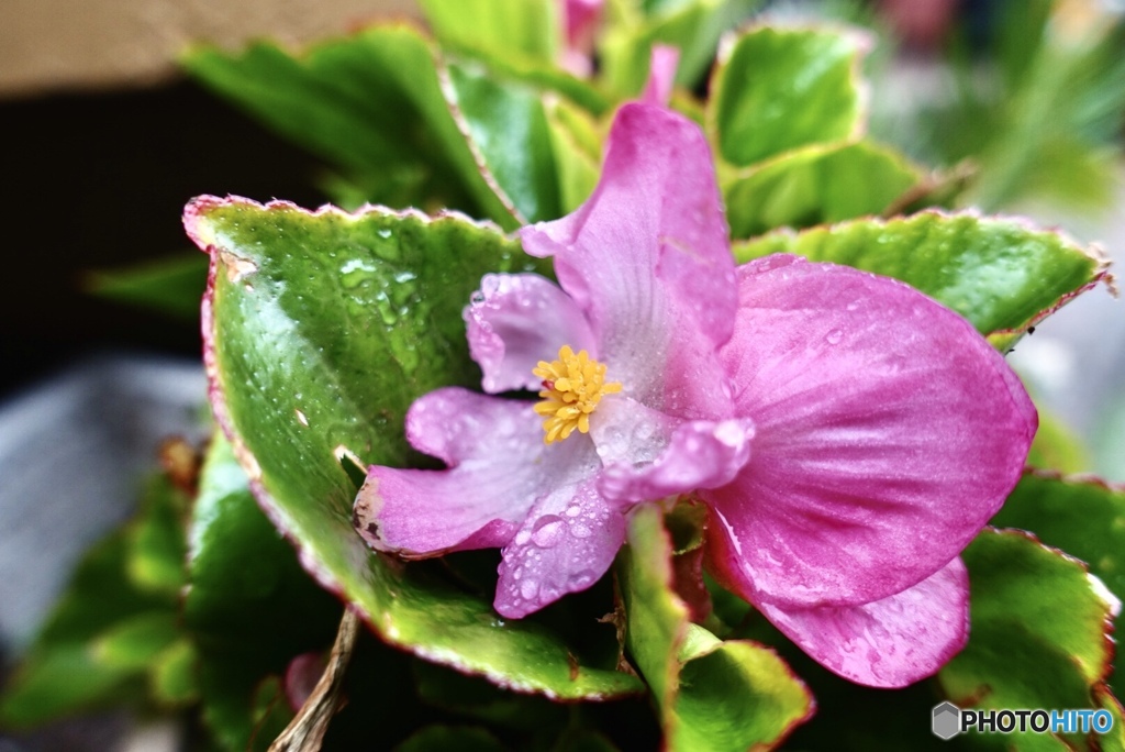 ピンクの花の妖精