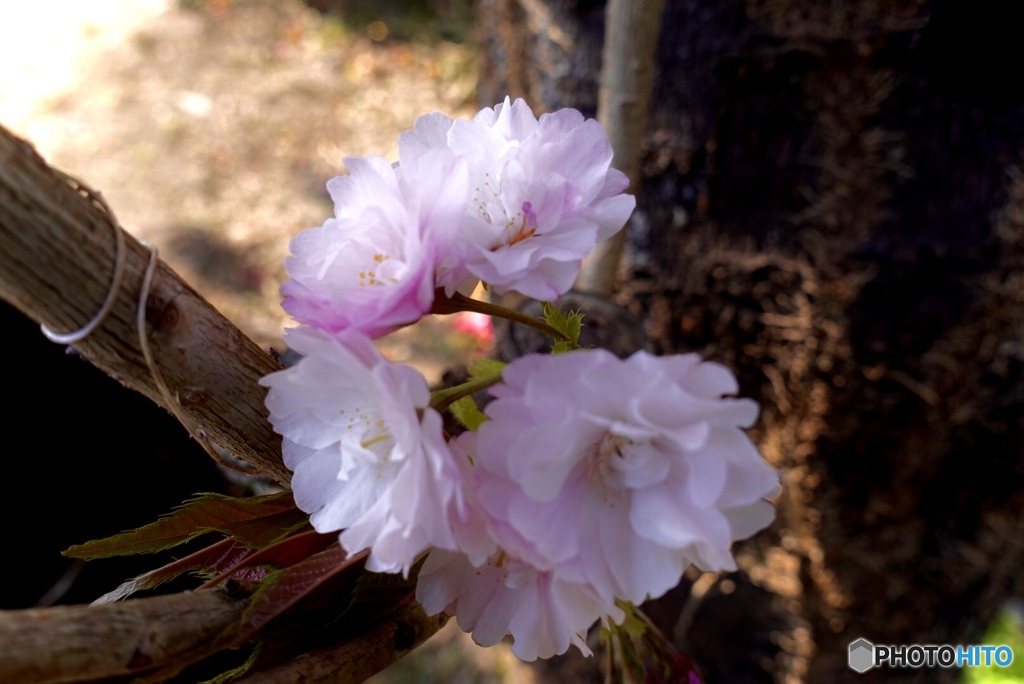 八重桜