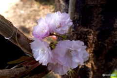 八重桜