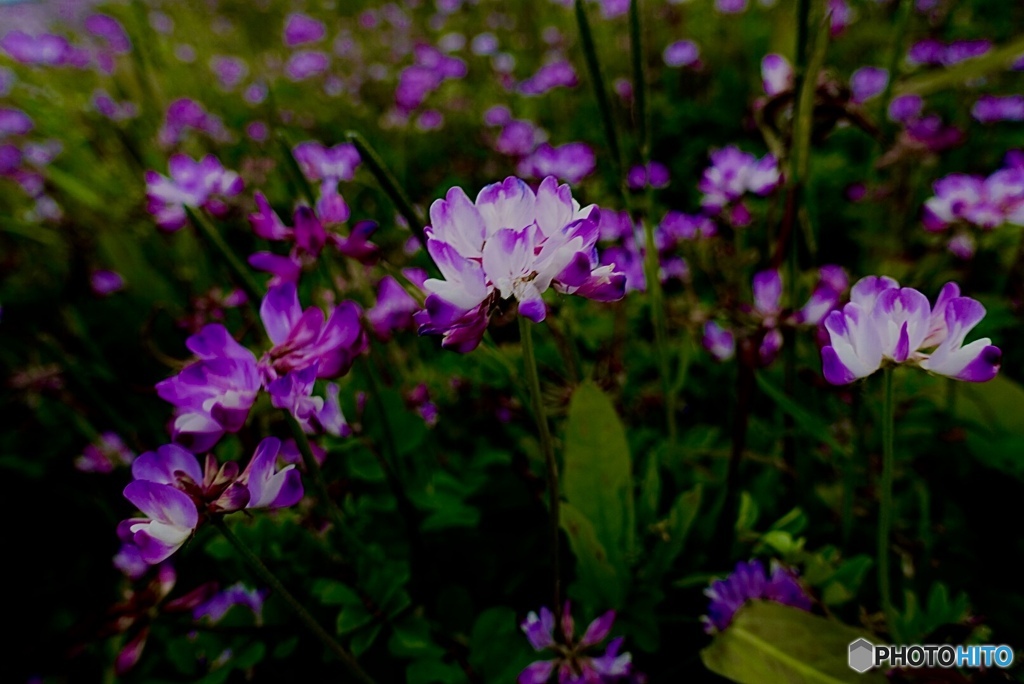 薄闇浮かぶ蓮華の花
