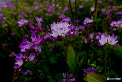 薄闇浮かぶ蓮華の花