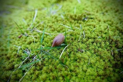 苔とドングリ
