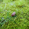 苔とドングリ