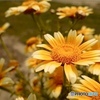 春菊の花2