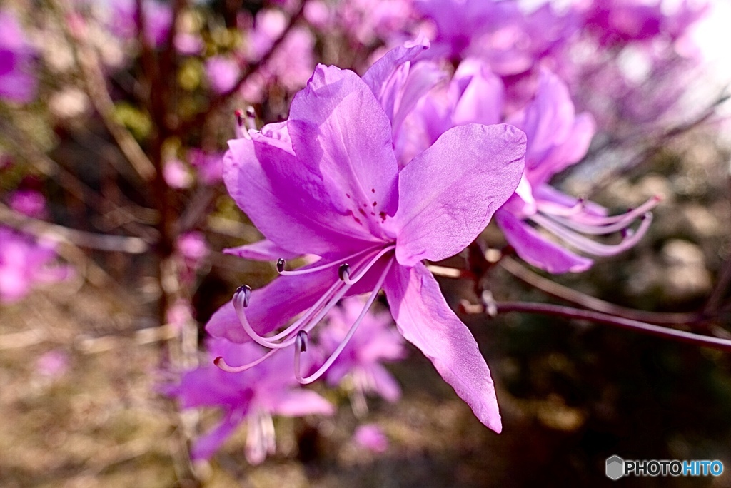 ヤマツツジの花