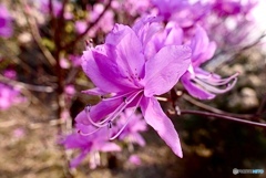 ヤマツツジの花
