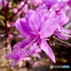 ヤマツツジの花