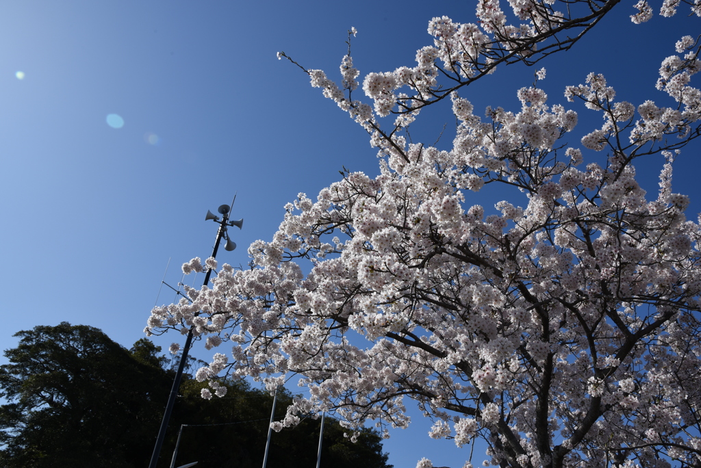 鎮守の前で