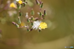 花たち_綿毛①