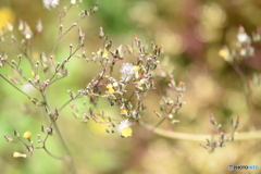 花たち_綿毛②