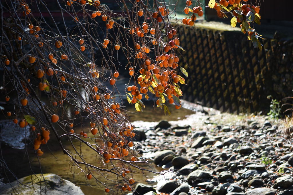 からくれない⑤_柿