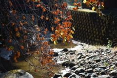 からくれない⑤_柿