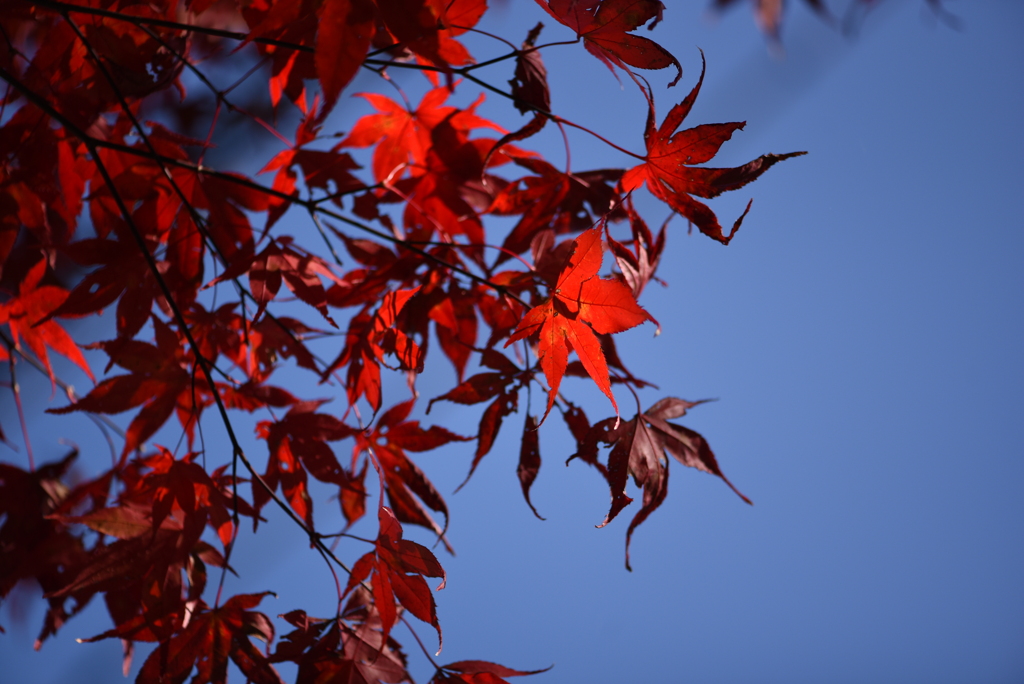 からくれない ③_紅日