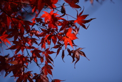 からくれない ③_紅日