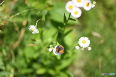 花たち_蜜