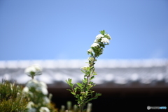 花たち_空