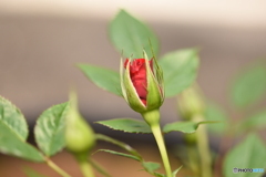 花たち_つぼみ