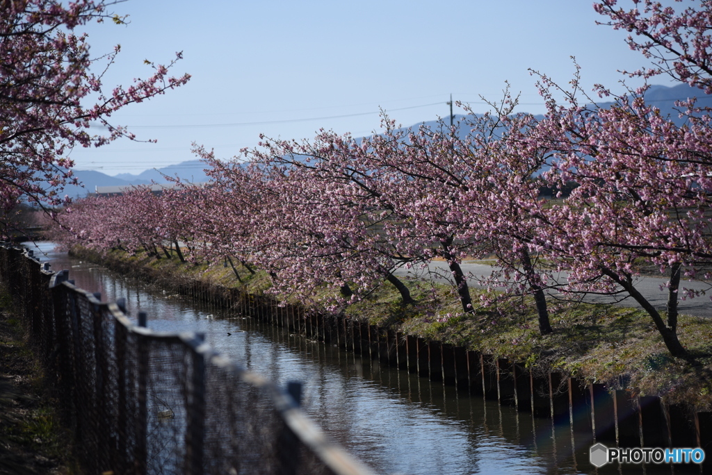 河津③
