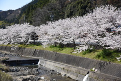 地元の桜_1