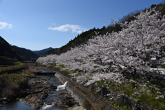 地元の桜_2