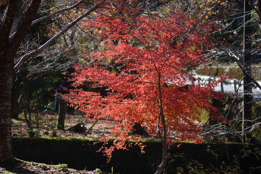 からくれない④