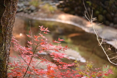 からくれない⑥_若木