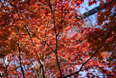 からくれない⑧_乱