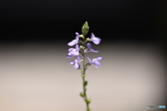 花たち_5