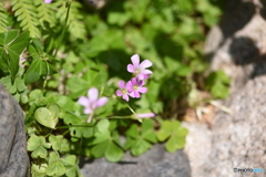 花たち_紫