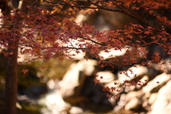 からくれない ②