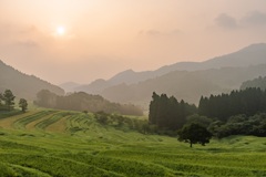 朝日に照らされる棚田