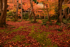 苔と散り紅葉