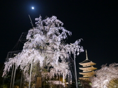 月と東寺桜