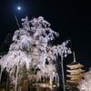月と東寺桜