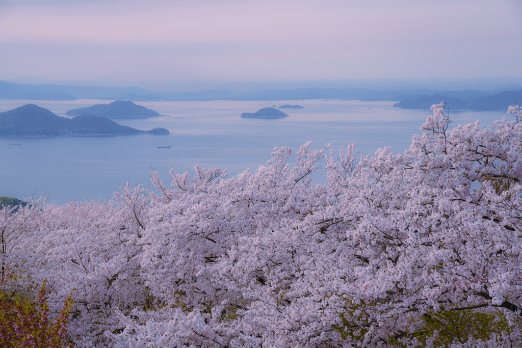 瀬戸内の桜