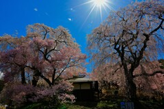 勝間の桜