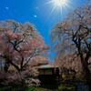 勝間の桜