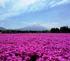 富士と芝桜春の共演