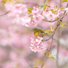 春うらら
