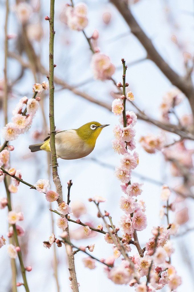 美味しそうな蜜どこに⁇